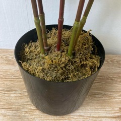 人工観葉植物 全長90cmの画像