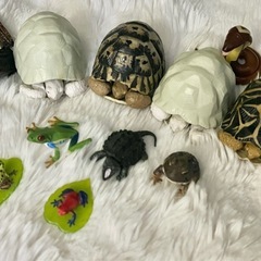 ガチャガチャ 爬虫類両生類セット
の画像