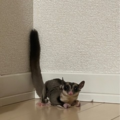 フクロモモンガ　オス
