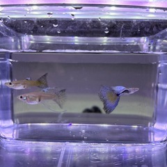 ☆国産グッピー☆ブルーグラス の画像