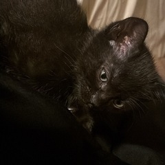 生後2ヶ月の4人兄弟の黒猫