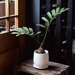 (2個セット)ホワイト陶器プランター 直径13cm（4号）の画像