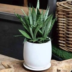 (2個セット)ホワイト陶器プランター 直径13cm（4号）