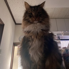 里親決まりました！