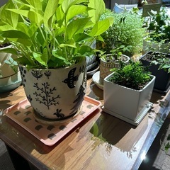 観葉植物19鉢　椎茸原木4本の画像