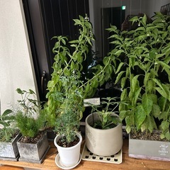 観葉植物19鉢　椎茸原木4本の画像
