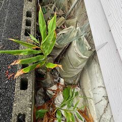 割れた窓ガラス片　多数　約２０ｋｇほどの画像