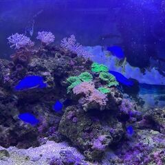 沖縄産ルリスズメダイ差し上げますの画像