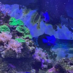 沖縄産ルリスズメダイ差し上げますの画像