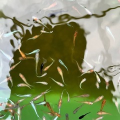 メダカお任せ30匹の画像