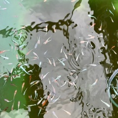 メダカお任せ30匹の画像