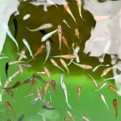 メダカお任せ30匹の画像