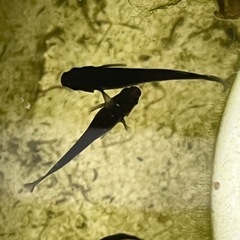 オロチメダカ成魚15匹＋αの画像