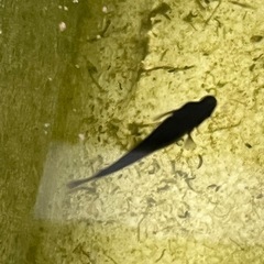 オロチメダカ成魚15匹＋αの画像