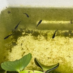 オロチメダカ成魚15匹＋αの画像