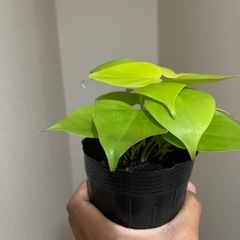 オキシライム　の画像