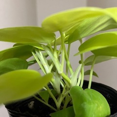 オキシライム　の画像