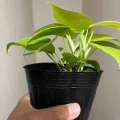 オキシライム　の画像