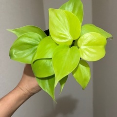 オキシライム　の画像