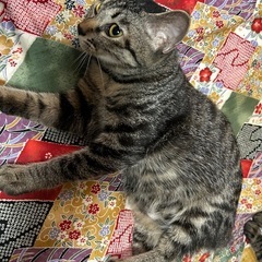 5匹のキジトラ6ヶ月です🐈