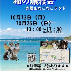 神奈川県内最大級！予約不要。可愛い子猫モリモリです🐈❤️お問合せ...