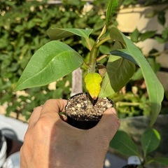 プルメリア　小苗　２つペアの画像