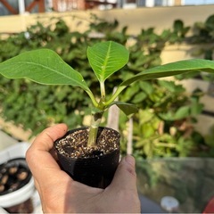 プルメリア　小苗　２つペアの画像