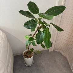 観葉植物　アルテシーマの画像