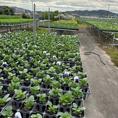 パンジーの画像