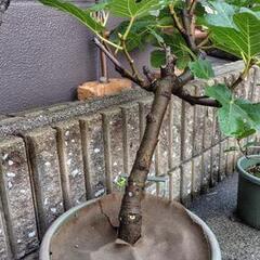 イチジク鉢植え 実付き ゼブラスイートの画像