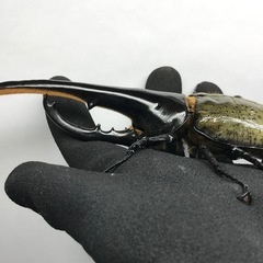 D.Hヘラクレス オス155mm単品の画像