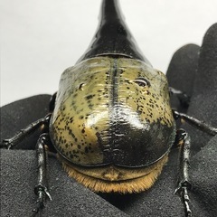 D.Hヘラクレス オス155mm単品の画像
