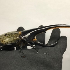 D.Hヘラクレス オス155mm単品の画像