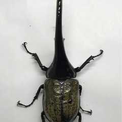 D.Hヘラクレス オス155mm単品の画像