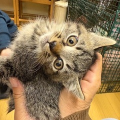 1カ月前後のキジトラ男の子募集中です