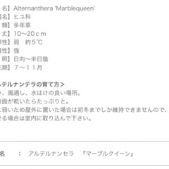 アルテルナンテラ　マーブルクイーンの画像