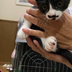 2カ月前後の兄妹５匹募集中です、