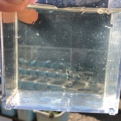 メダカの餌　ワムシ　針子、稚魚にの画像