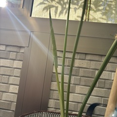 斑入りモンステラ10/9新しい葉が出ましたの画像