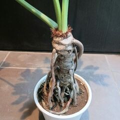 7000円 9 セローム　6号　幹立ち　幹上がり　観葉植物　八丈島産の画像