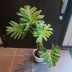 7000円 9 セローム　6号　幹立ち　幹上がり　観葉植物　八丈島産の画像