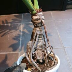 7000円 9 セローム　6号　幹立ち　幹上がり　観葉植物　八丈島産の画像