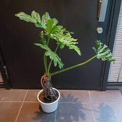7000円 9 セローム　6号　幹立ち　幹上がり　観葉植物　八丈島産の画像