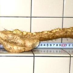 黒部産【初堀り！】超粘り！赤土粘土の典型的天然自然薯２本で470gの画像