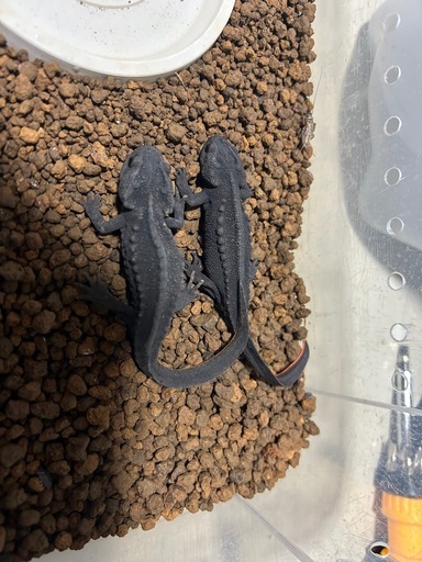 マンシャンイボイモリ　ペア