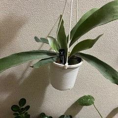 コウモリラン　ベイチーの画像