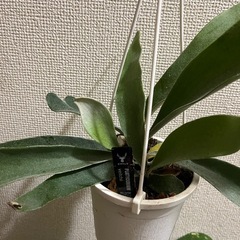 コウモリラン　ベイチーの画像