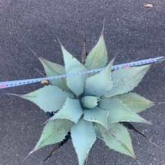 アガベの画像