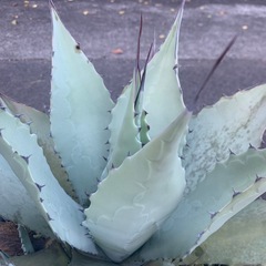 アガベの画像
