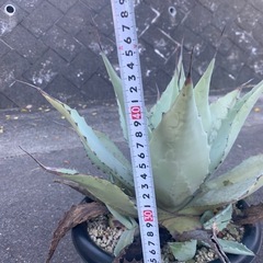 アガベの画像